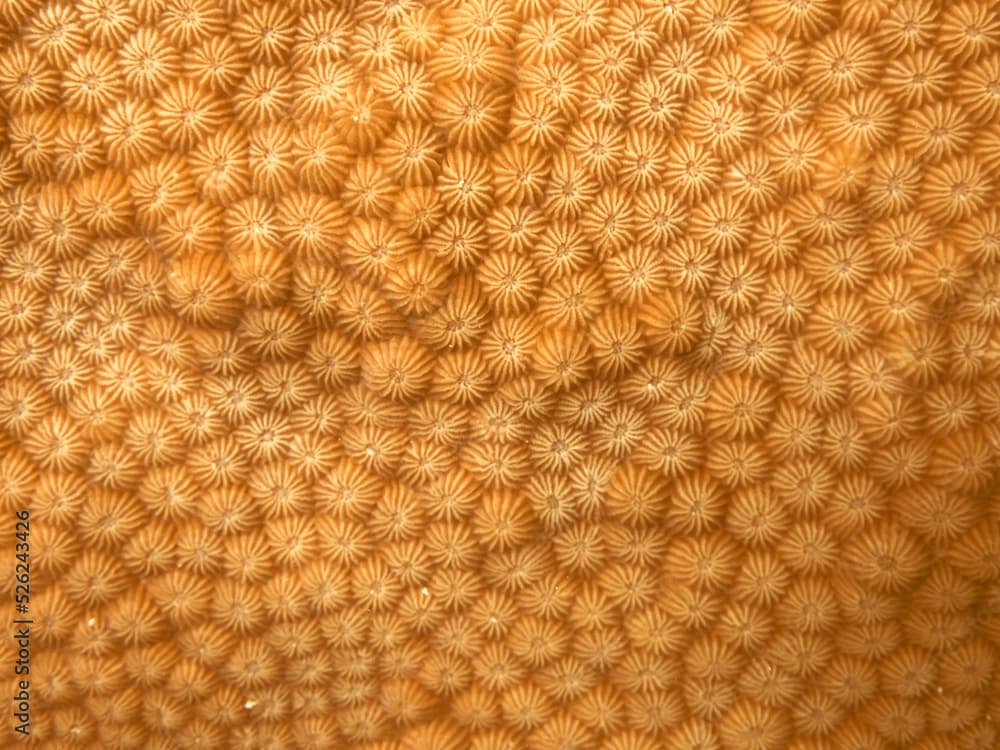 Hard compact coral texture, coral reef closeup, orange abstract honeycomb coral pattern, Diploastrea coral