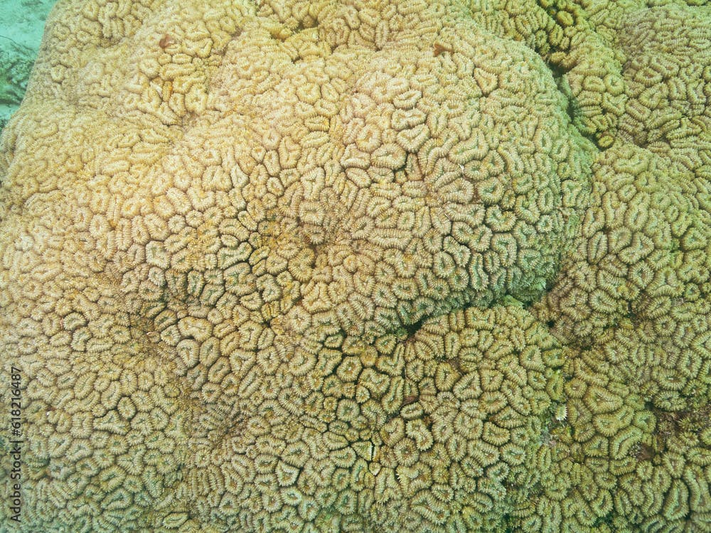 Honeycomb hard coral or Favia Favus at the bottom of the Red sea in Egypt