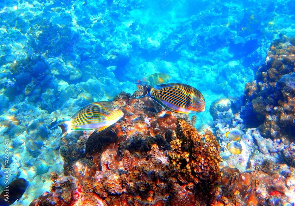 Tropical fish parrotfish (Scaridae) swimming among corals 