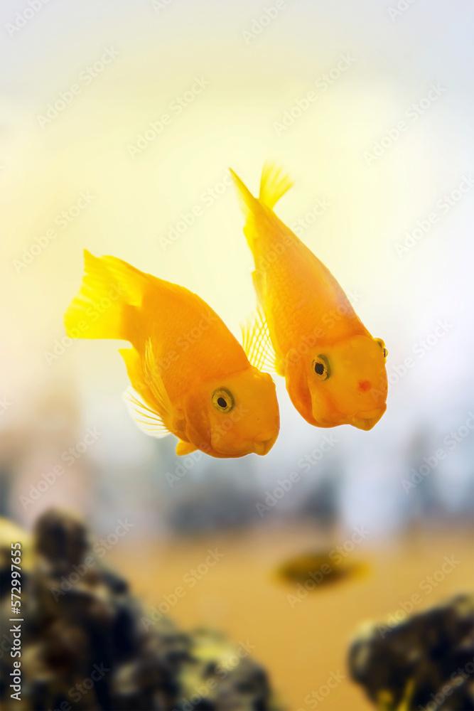 Two parrot fish side by side in the water seem to be discussing something