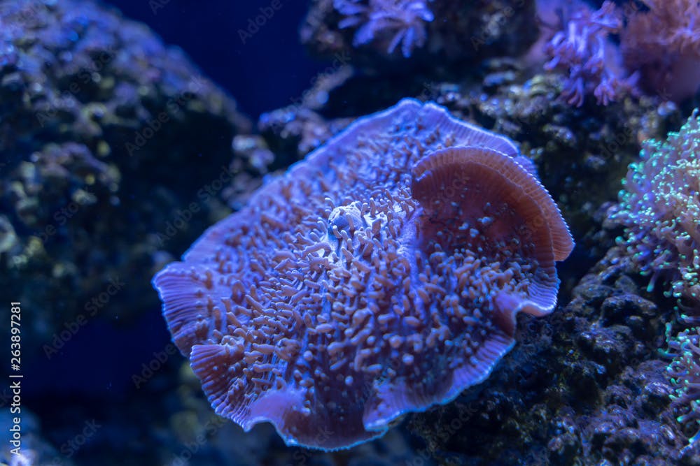 Giant Cup Mushroom or True Elephant Ear Mushroom (Amplexidiscus fenestrafer) a soft coral