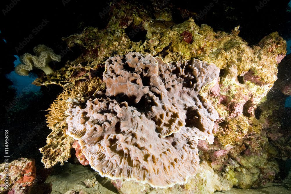 Elephant Ear Mushroom Coral