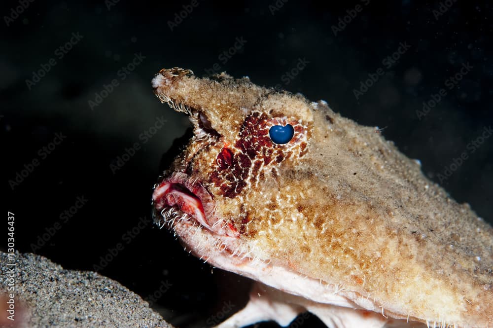 A rare longnose walking batfish (Ogcocephalus corniger) that usually lives at depths to 300m, Dominica