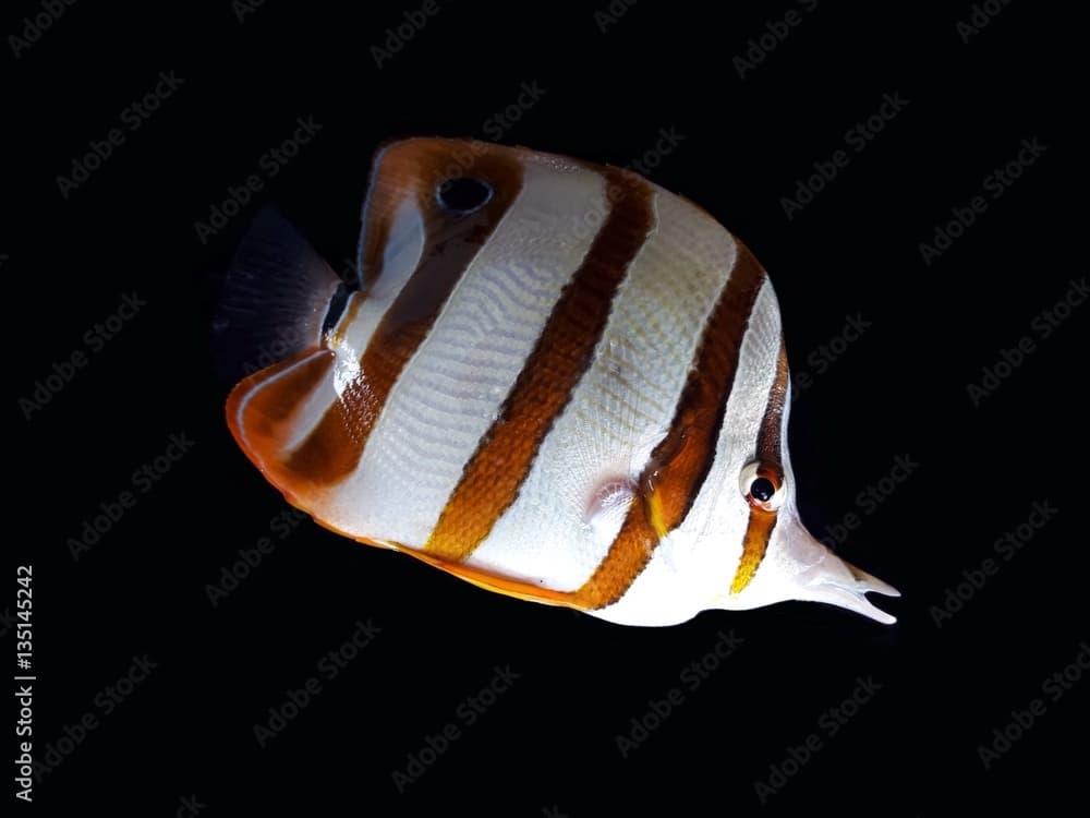 Fresh colored fish,tropical ornamental fish,Longnose Butterflyfish, Forceps Fish, Yellow Longnose Butterflyfish, Forcipiger flavissimus