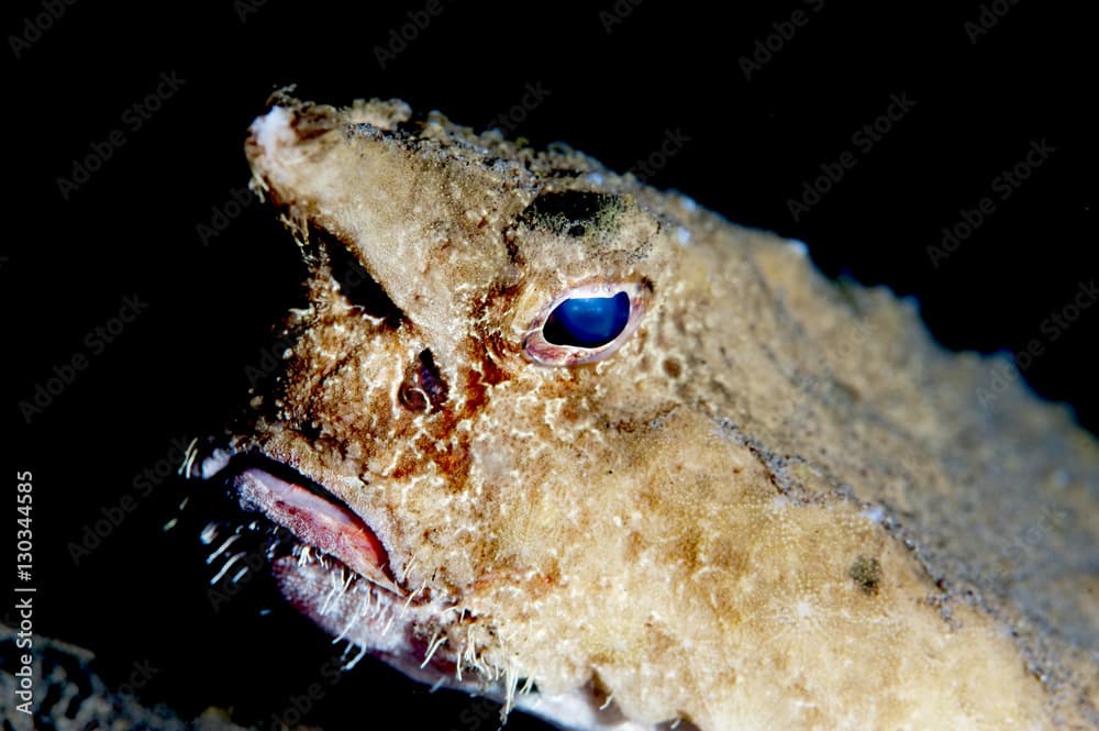 A rare longnose walking batfish (Ogcocephalus corniger) that usually lives at depths to 300m, Dominica