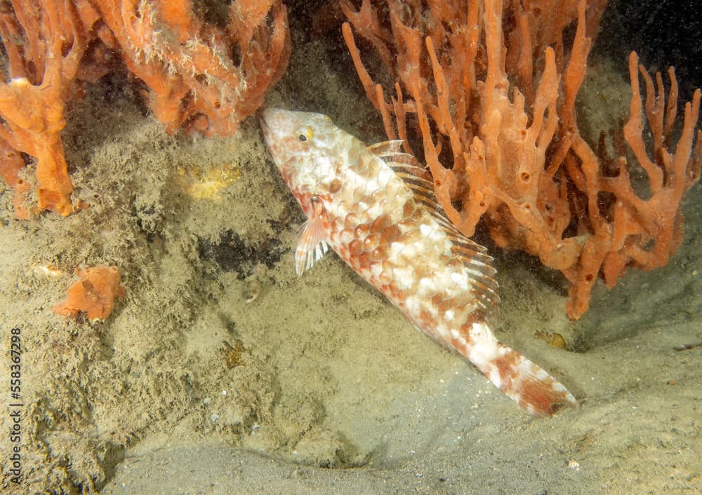 A Redtail Parrotfish (Sparisoma chrysopterum) in Florida, USA