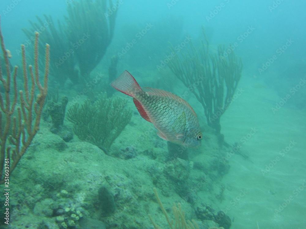 Redtail Parrotfish