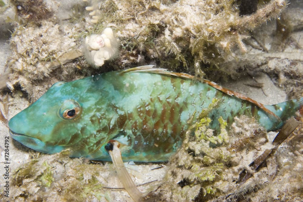 Sleeping Redtail Parrotfish (Sparisoma chrysopterum)