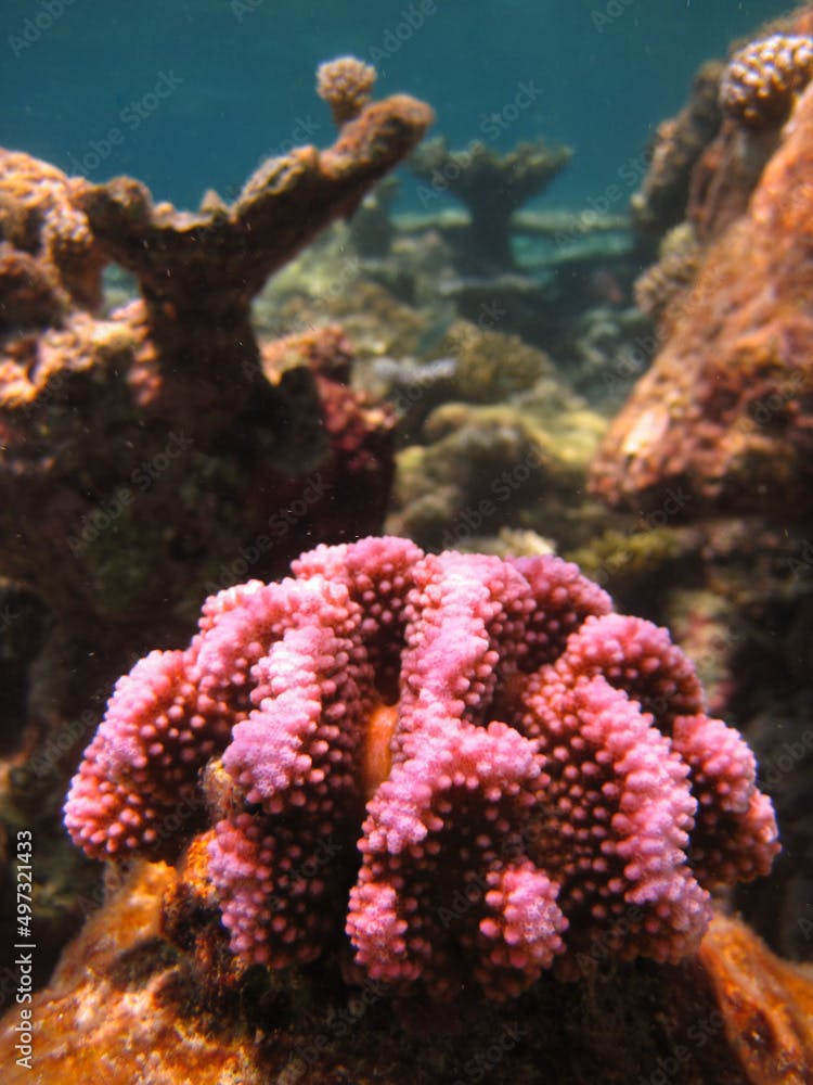 Pocillopora Verrucosa - Stony coral - Hard coral - close up on coral reef natural environment