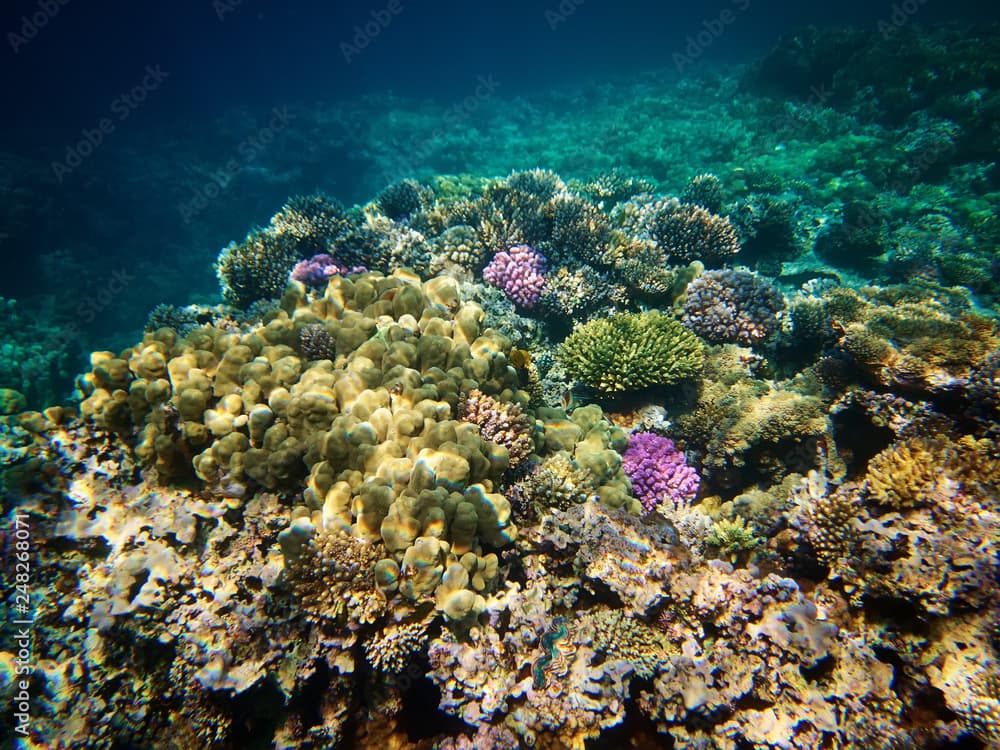 Underwater photo of coral reefs in red sea