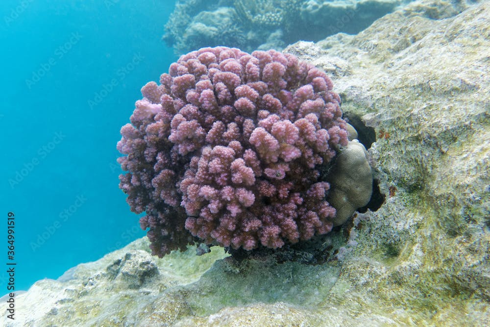 Rasp coral (Pocillopora verrucosa) in Red Sea