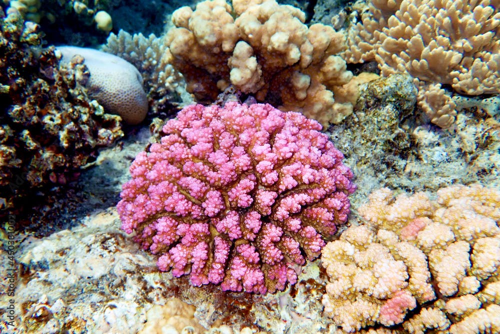Pocillopora damicornis - Pink Colorful SPS coral in Red Sea, underwater scene