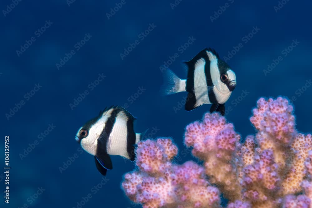 Two humbug dascyllus over coral