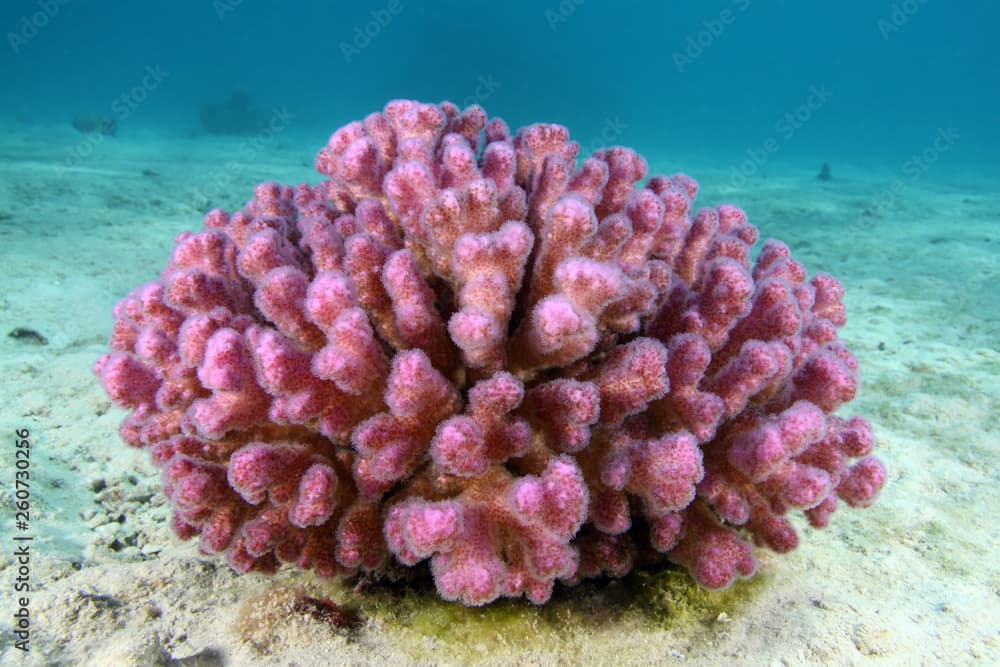 Pocillopora damicornis EG-47