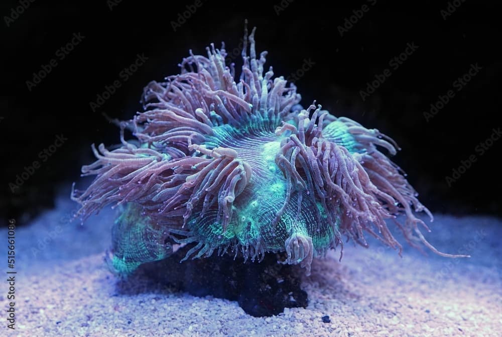 Closeup of a stony coral called Elegance Coral on the sand