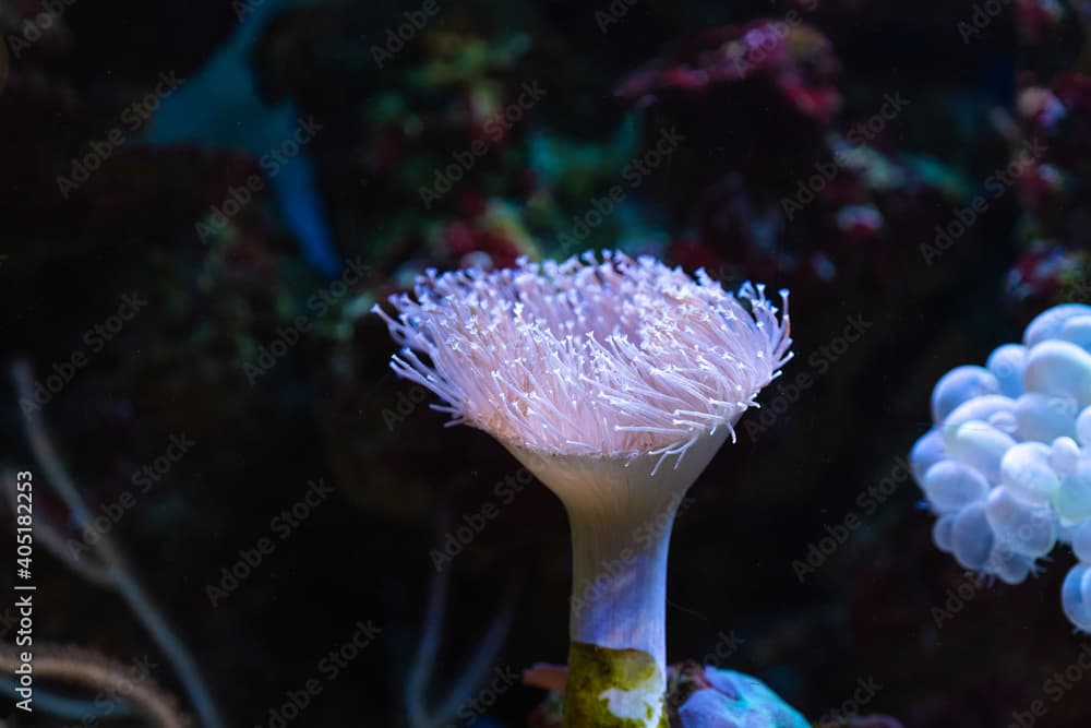 Closeup of white star shaped polyps weeping willow leather, soft coral, Sarcophyton or toadstool coral, Catalaphyllia jardinei.