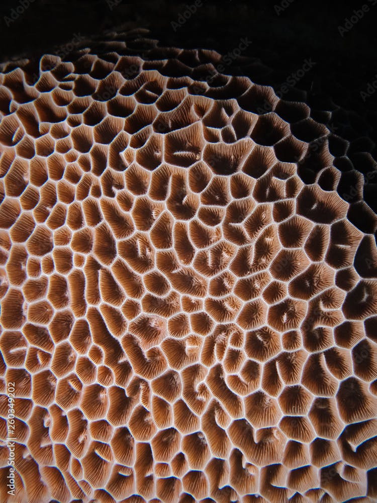 Surface strucutre of a stone coral (Pulau Bangka/North Sulawesi)