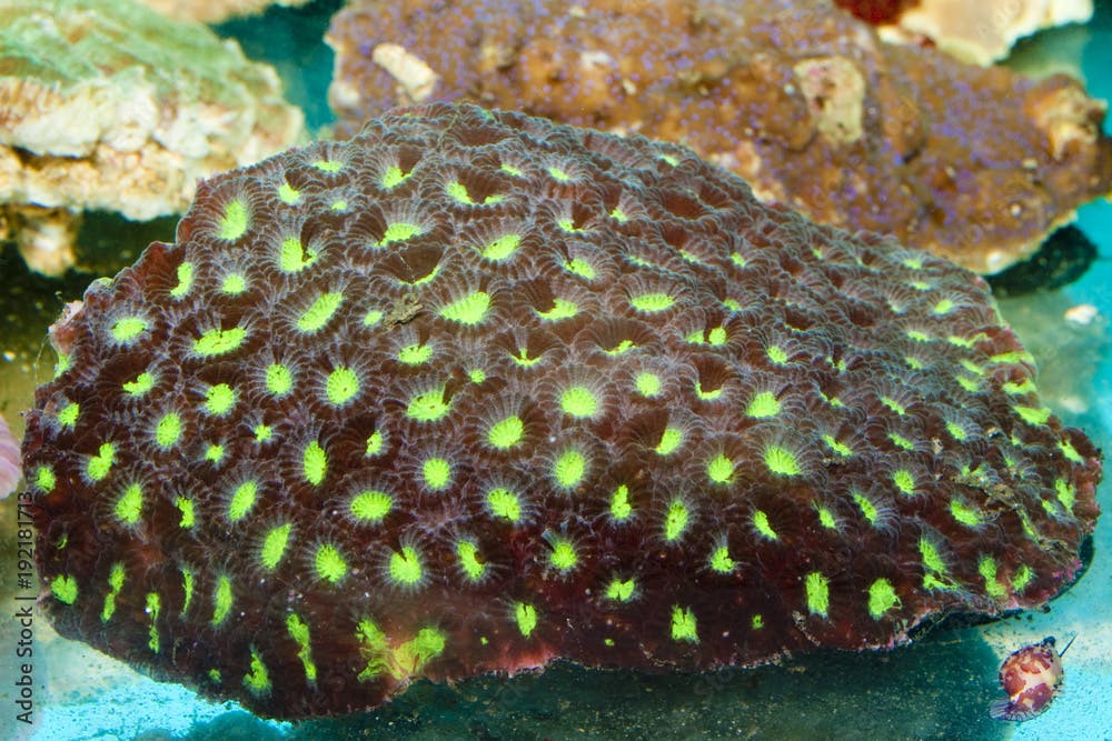 Closed Pinapple, Closed Brain, Honeycomb Coral