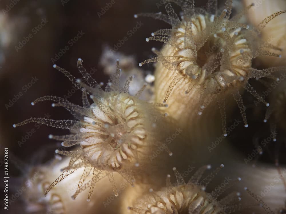 Cup corals, Runde Nelkenkoralle (Caryophyllia inornata)