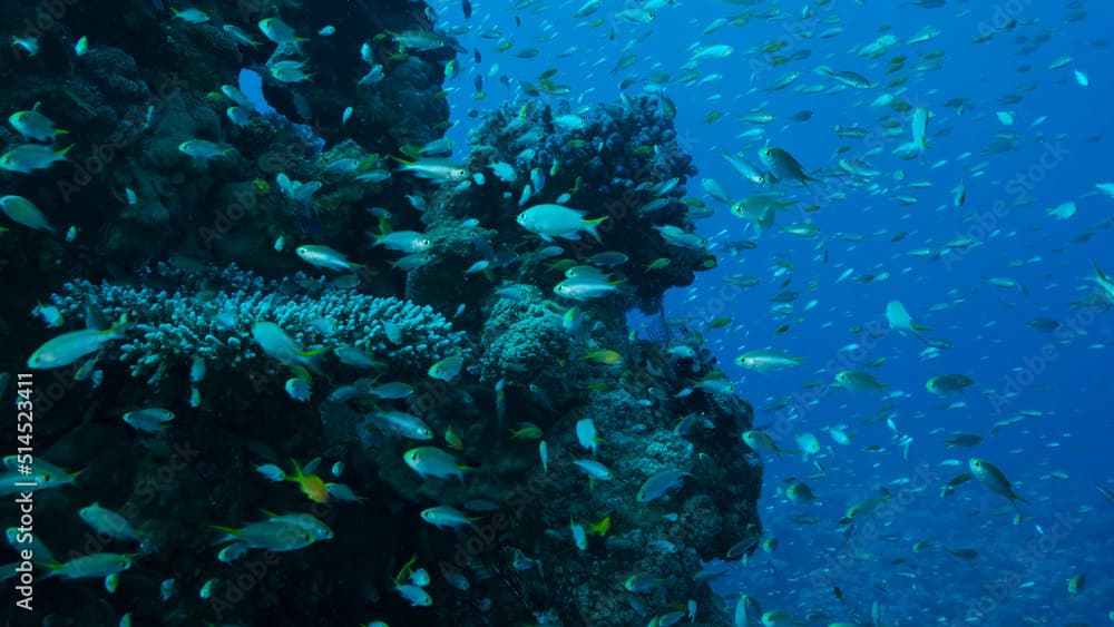 Massive school of Lyretail Anthias (Pseudanthias squamipinnis) and Glassfish swims near coral reef. Underwater life on coral reef in the ocean. Red sea, Egypt