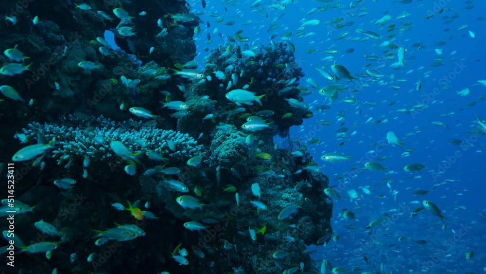 Massive school of Lyretail Anthias (Pseudanthias squamipinnis) and Glassfish swims near coral reef. Underwater life on coral reef in the ocean. Red sea, Egypt