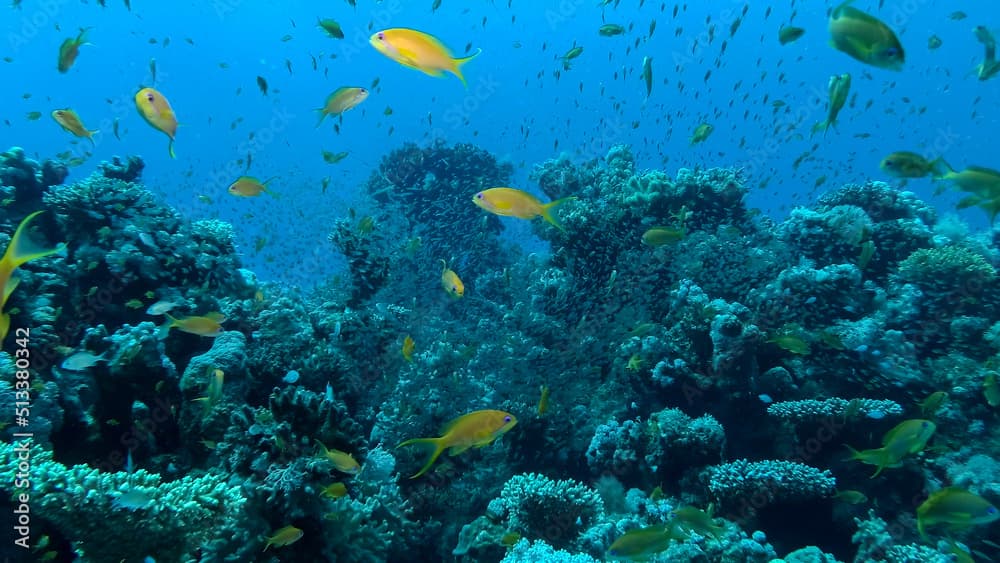 Massive school of Lyretail Anthias (Pseudanthias squamipinnis) and Glassfish swims near coral reef. Underwater life on coral reef in the ocean. Red sea, Egypt