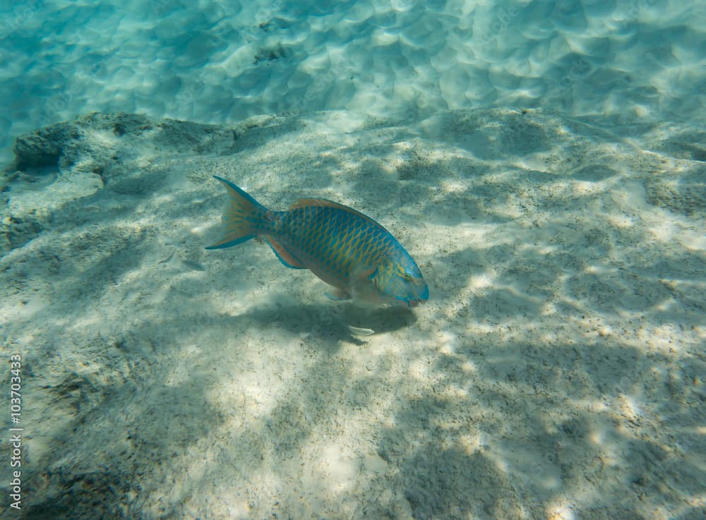 Parrotfish