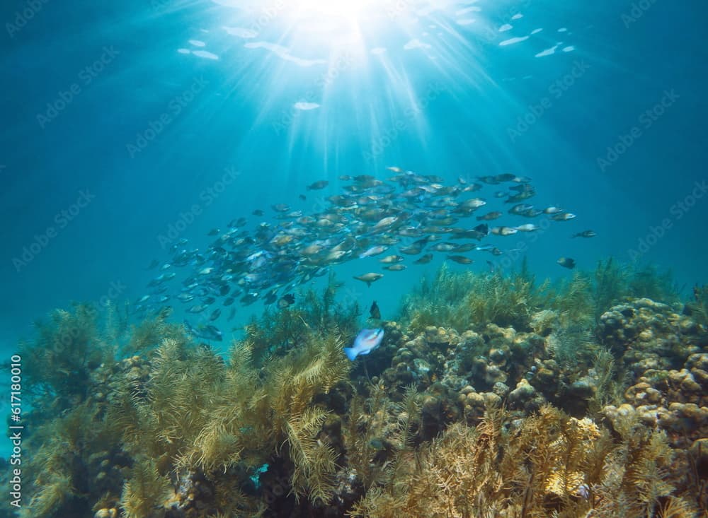 Sunlight underwater on a coral reef with a school of fish (striped parrotfish, Scarus iseri), Caribbean sea, Central America, Panama