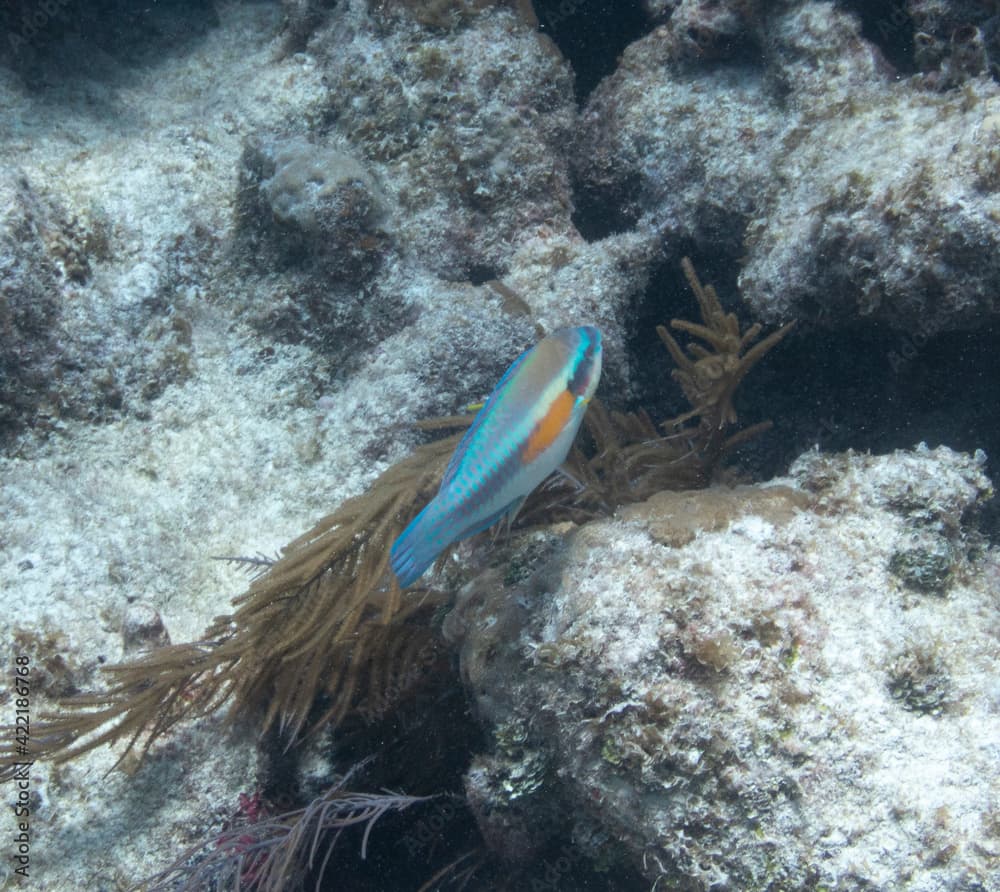 Striped Parrotfish