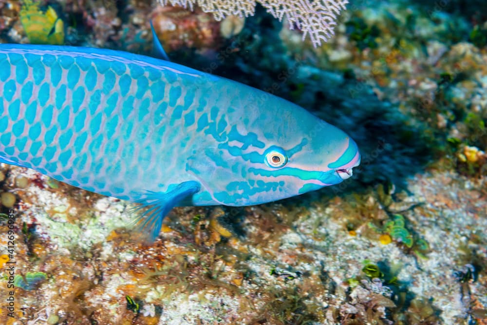 A Striped Parrotfish swimming across the reef