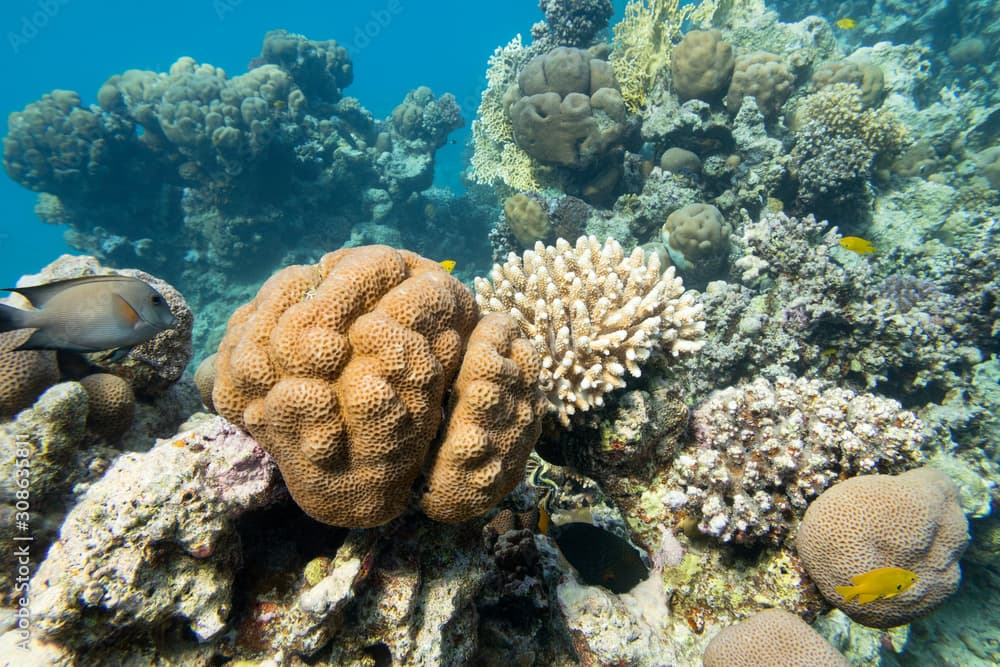 Colorful coral reef at the bottom of tropical sea, great Favites abdita coral, underwater landscape