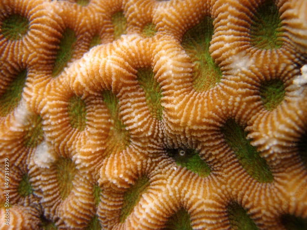Favites Abdita - Hard Coral - Stony Coral close up