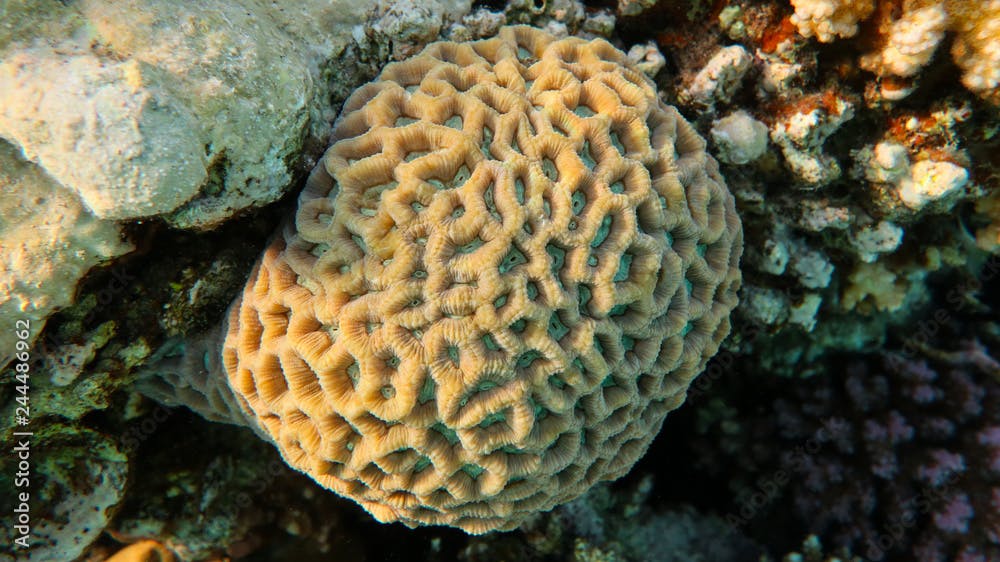 Favites abdita (Honeycomb coral)