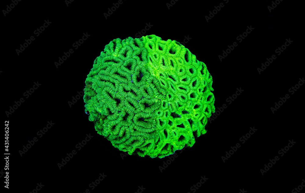 Favites double green colored LPS coral colonies isolated 