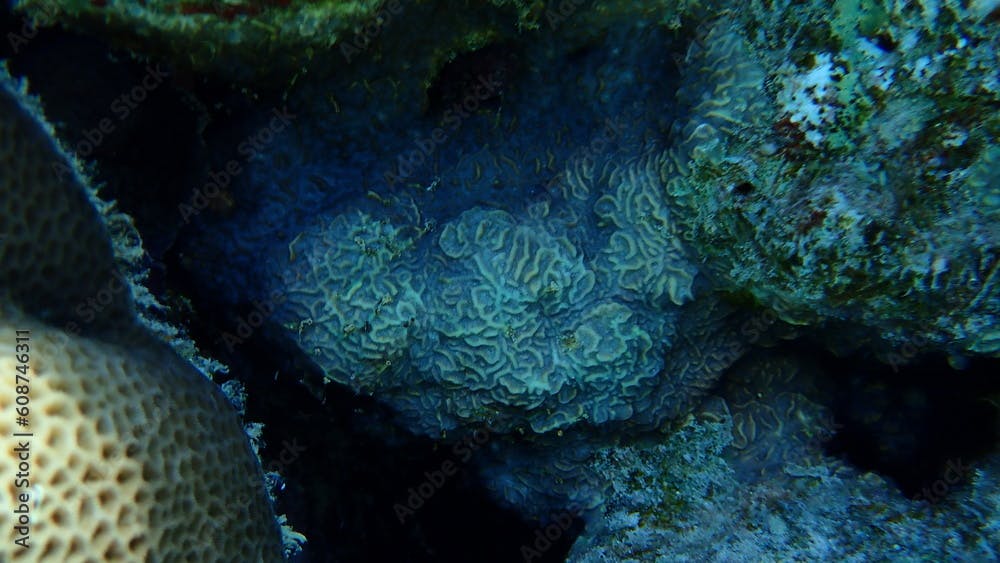 Larger star coral (Paramontastraea peresi) undersea, Red Sea, Egypt, Sharm El Sheikh, Nabq Bay