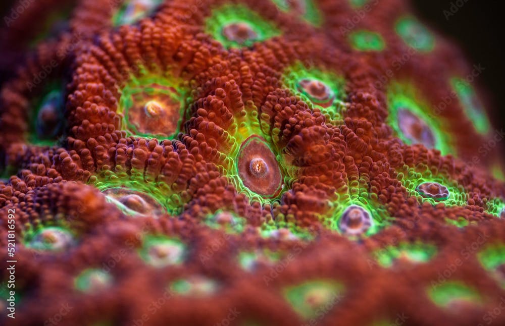 Red - Green War Coral. Favites pentagona coral. Fragging War Corals - Macro. Coral in aquarium. Undersea world. Life in a coral reef.