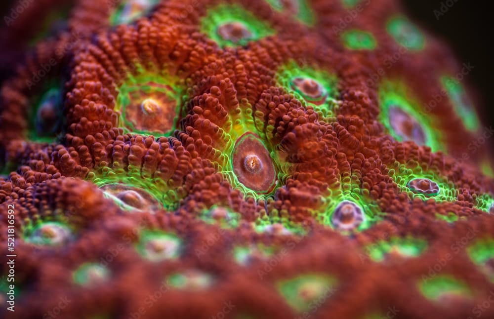 Red - Green War Coral. Favites pentagona coral. Fragging War Corals - Macro. Coral in aquarium. Undersea world. Life in a coral reef.