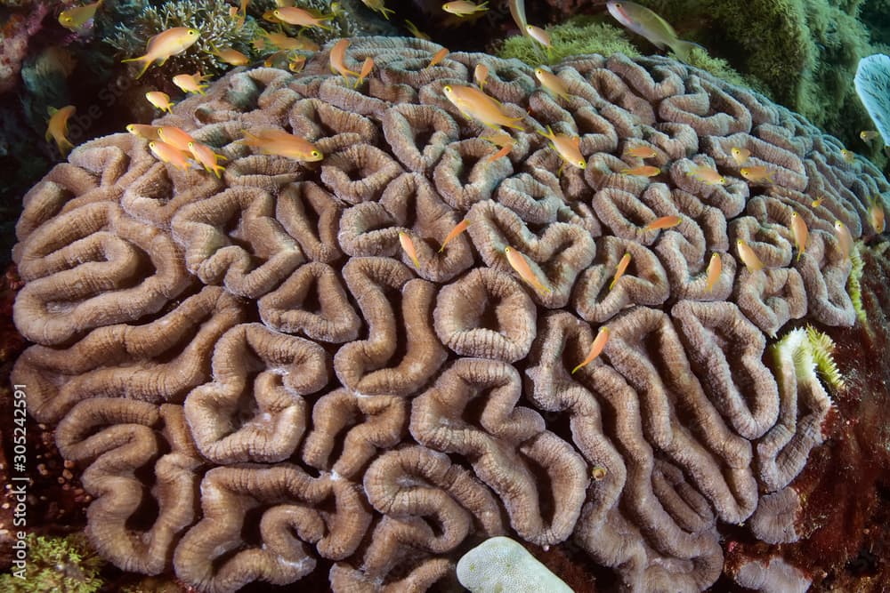 Close up of star coral (Favites pentagona) showing its' natural pattern. Underwater photography, Philippines.