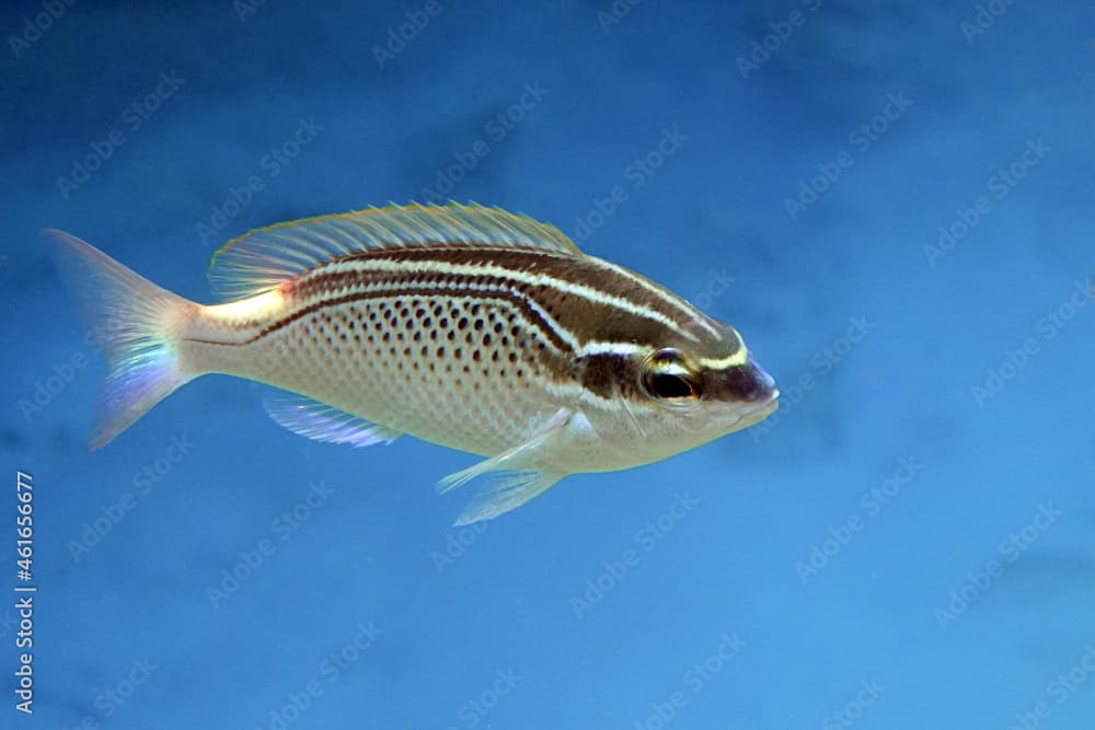 Arabian spinecheek fish - Scolopsis ghanam , Red sea 