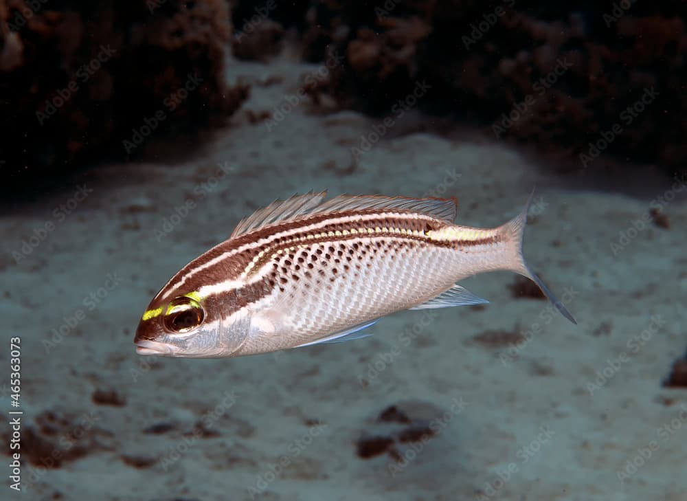 An Arabian Threadfin Bream (Scolopsis ghanam) in the Red Sea