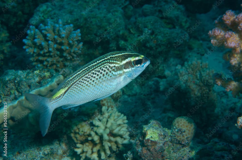 Pesce variopinto con striature intorno all'occhio, mentre nuota nella barriera corallina