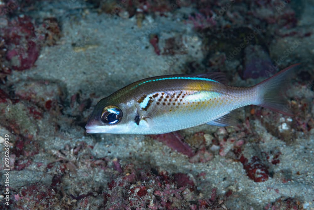 Oblique-bar Monocle Bream Scolopsis xenochrous.
