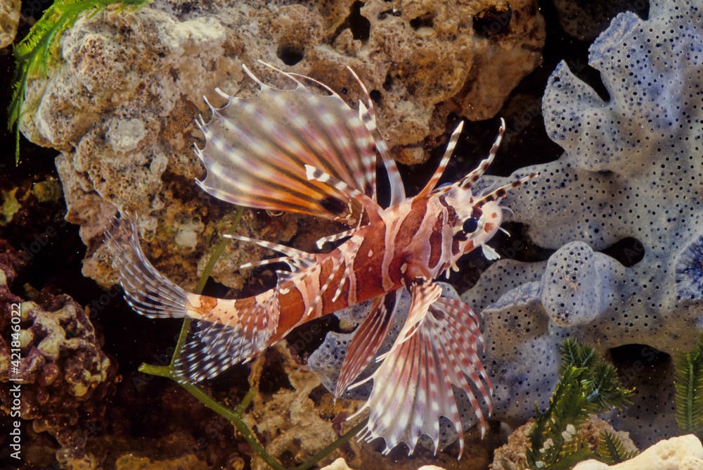 Dendrochirus zebra, known commonly as the zebra turkeyfish or zebra lionfish among other vernacular names, is a species of marine fish in the family Scorpaenidae.