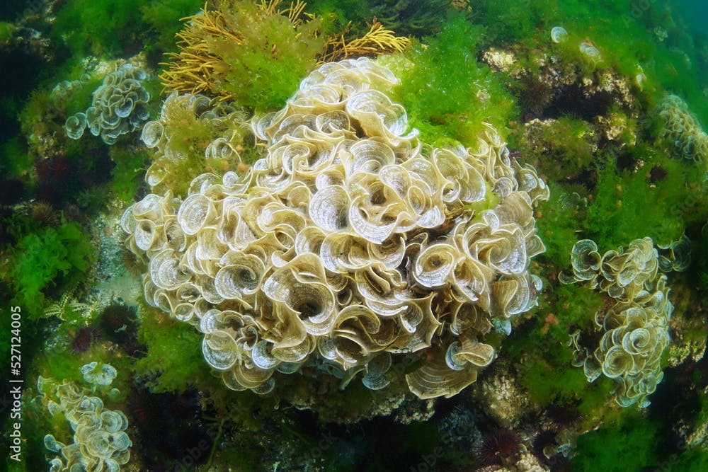 Algae Padina pavonica underwater in the Atlantic ocean, Spain, Galicia