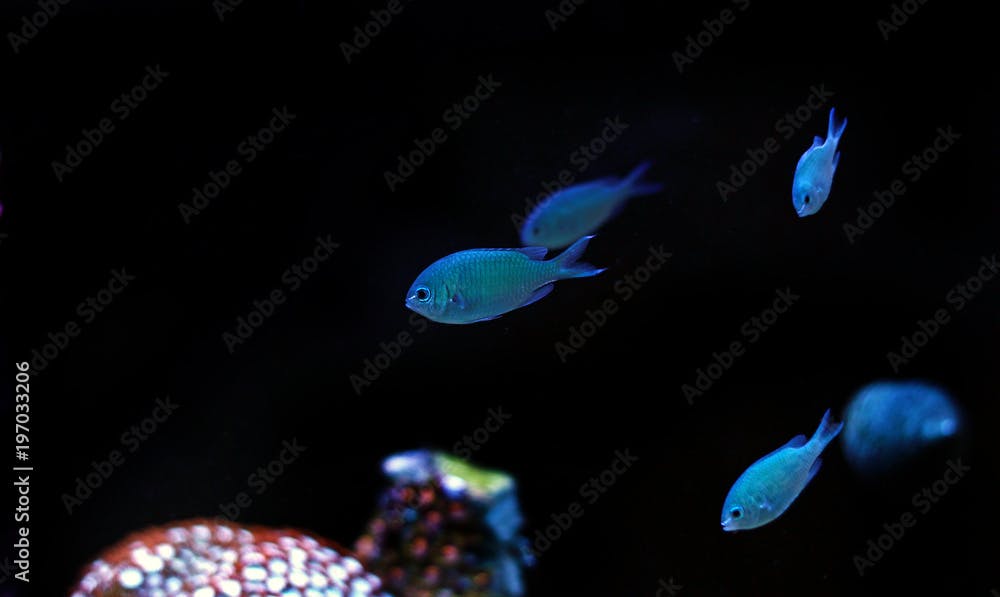 Group of blue chromis fishes in reef aquarium 
