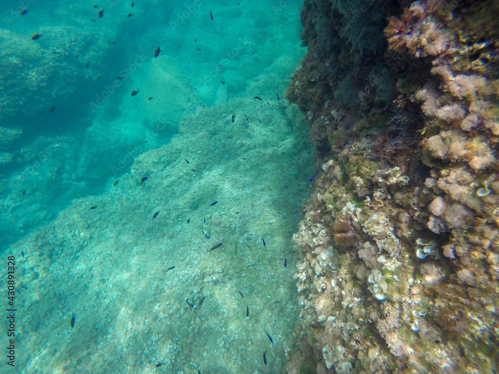 Mediterranean underwater with  Blue Chromis fish school in Alicante coast Spain