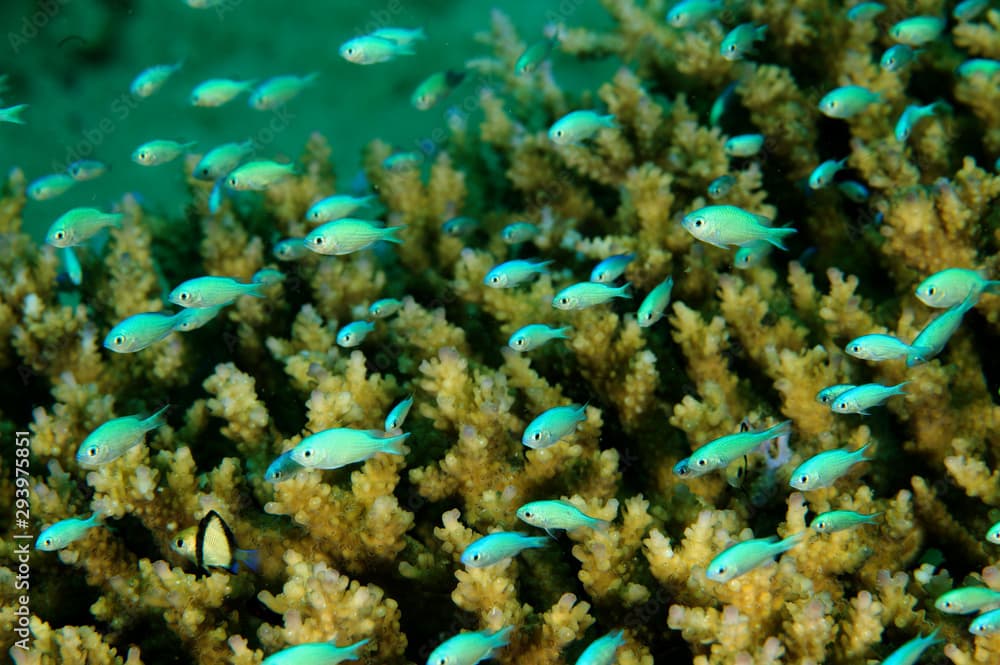 Juvenile Blue damsels, Chromis viridis,  sheltering between fire coral branches, Sulawesi Indonesia.