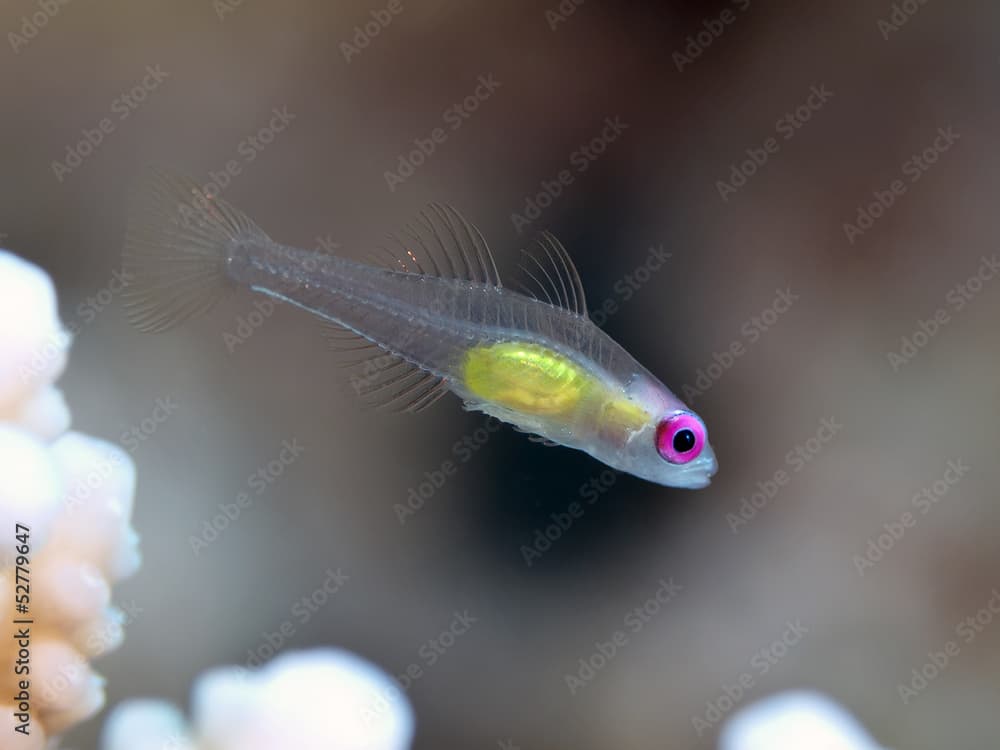 Redeye goby