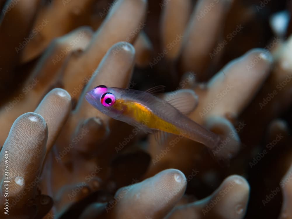 Pink-eye Goby Bryaninops natans