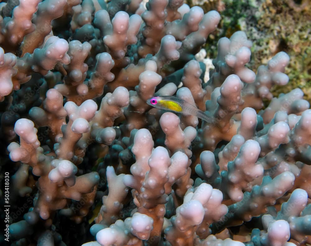 Red Eye Goby (Bryaninops natans) in the Red Sea, Egypt